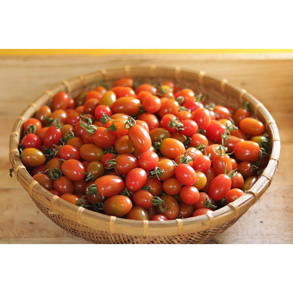 Hạt giống cà chua cherry chịu nhiệt