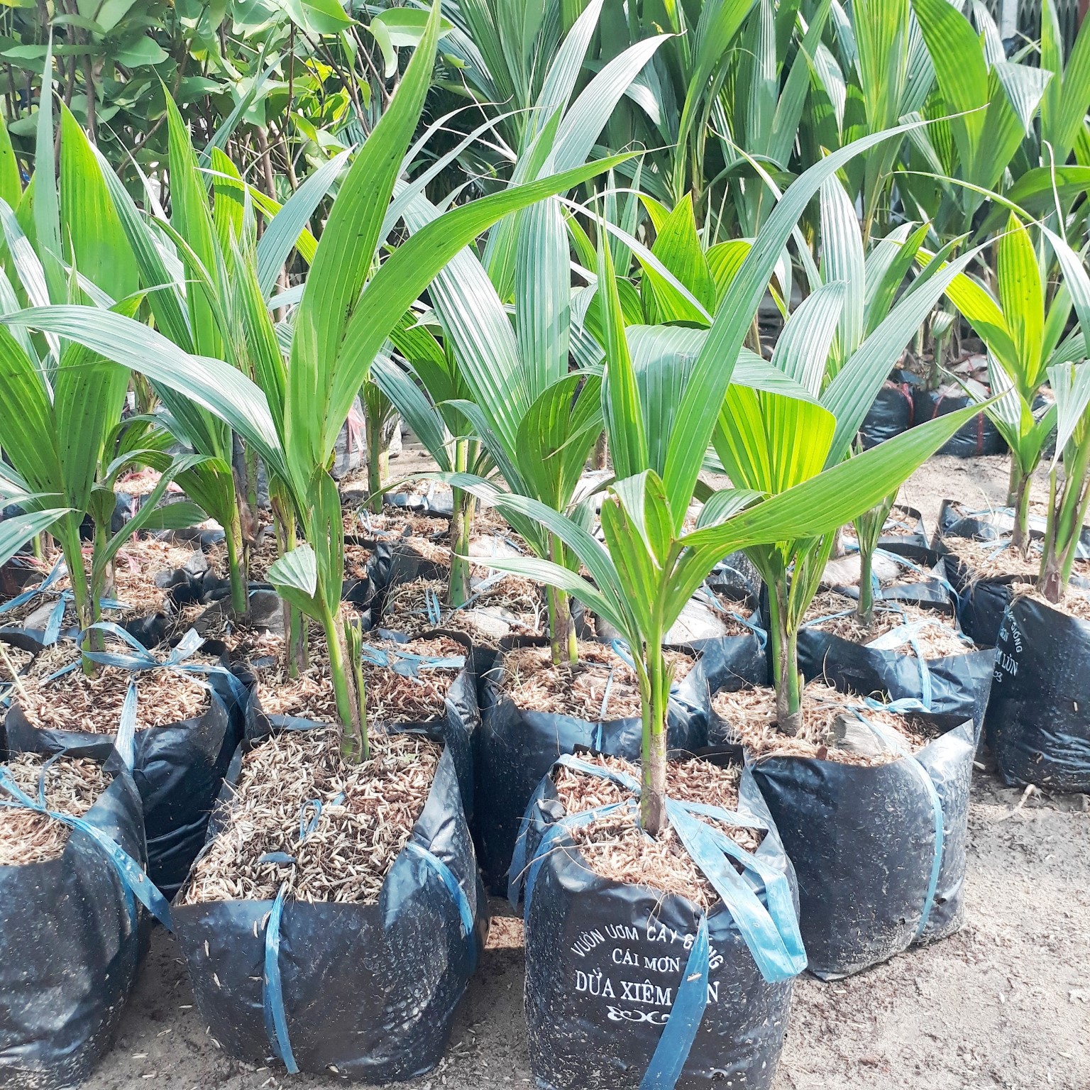 CÂY DỪA XIÊM LÙN