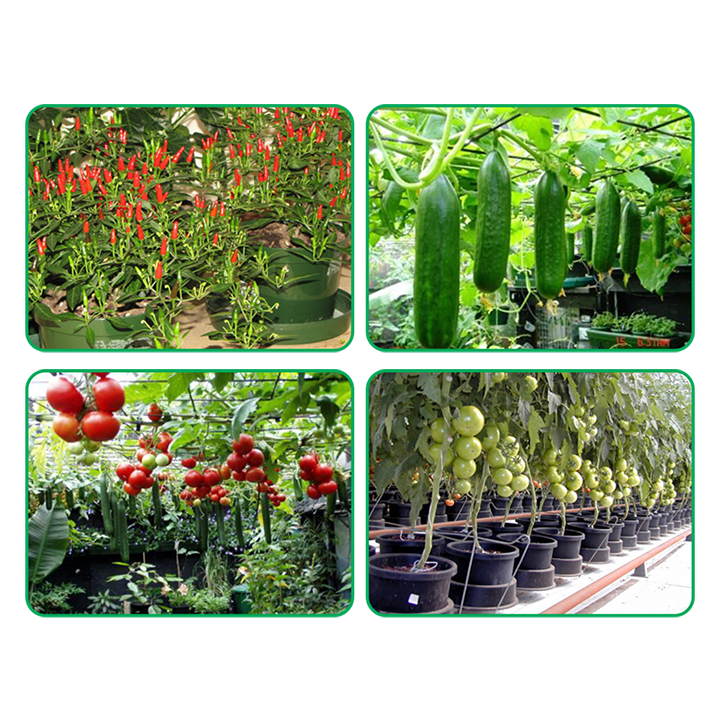 05 THÙNG TRỒNG THỦY CANH CÂY ĂN TRÁI (5 THÙNG, 5 NẮP, 5 RỌ LỚN, 5 VIÊN NÉN ƯƠM HẠT)