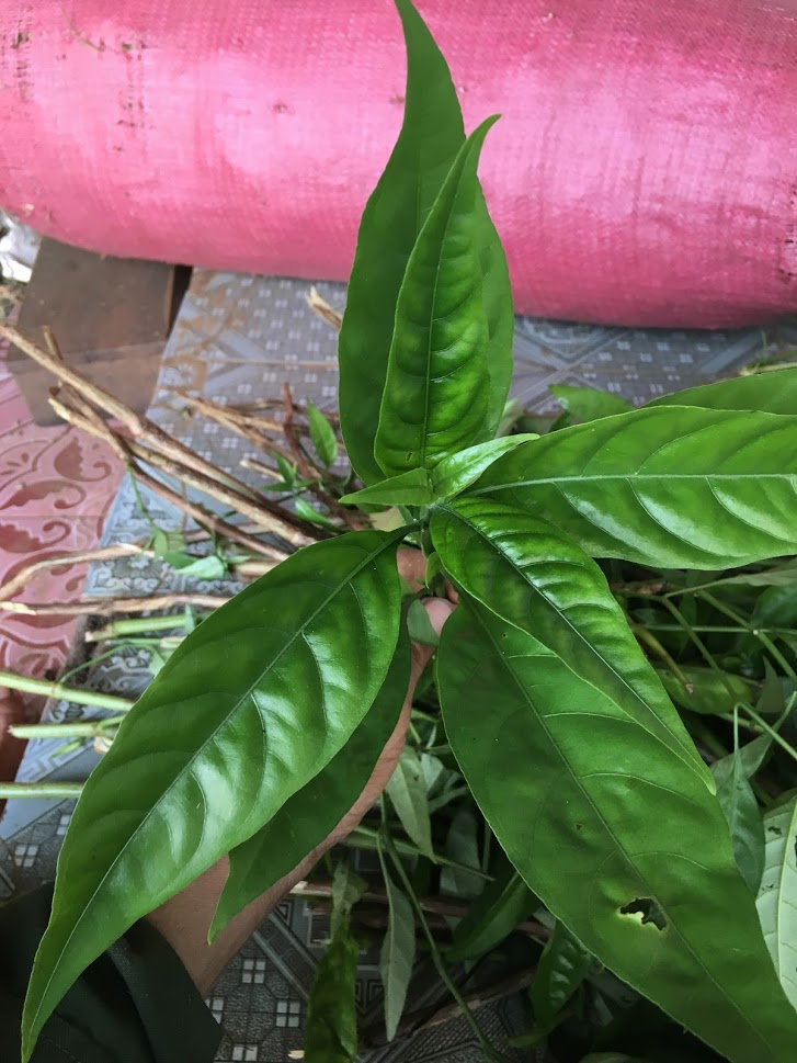 Cây giống hoàn ngọc