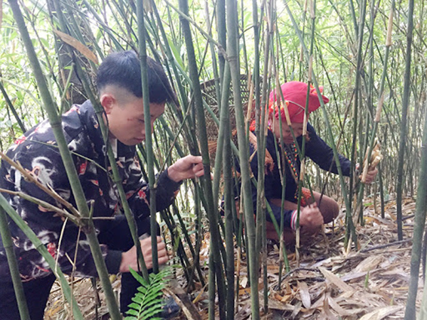 Cây giống trê măng dê siêu ngon- đặc sản vùng tây bắc