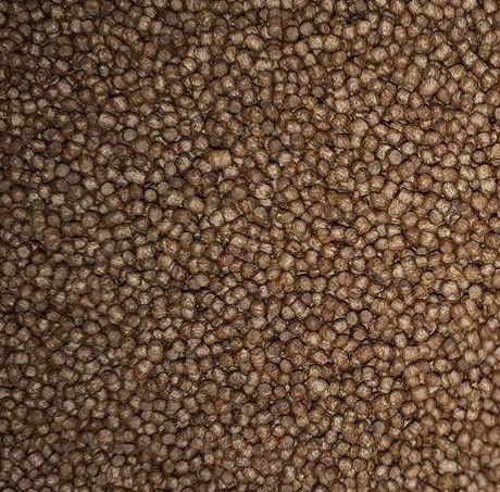 1 Kg Cám Sá Chép Koi Stella size S3