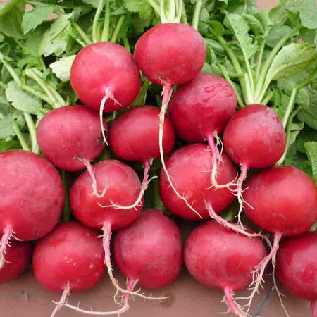 Hạt Giống Củ Cải Đỏ