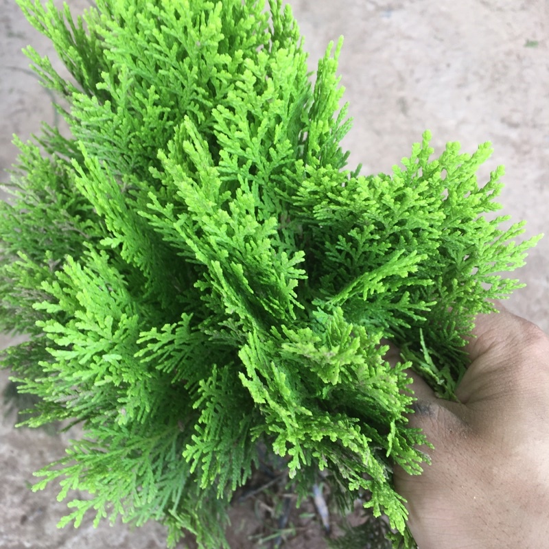 Cây trắc bách diệp bụi to,sức sống khoẻ,dễ trồng