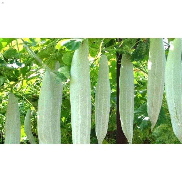 Hạt Khổ Qua Tây Trắng - Gói 5 gram