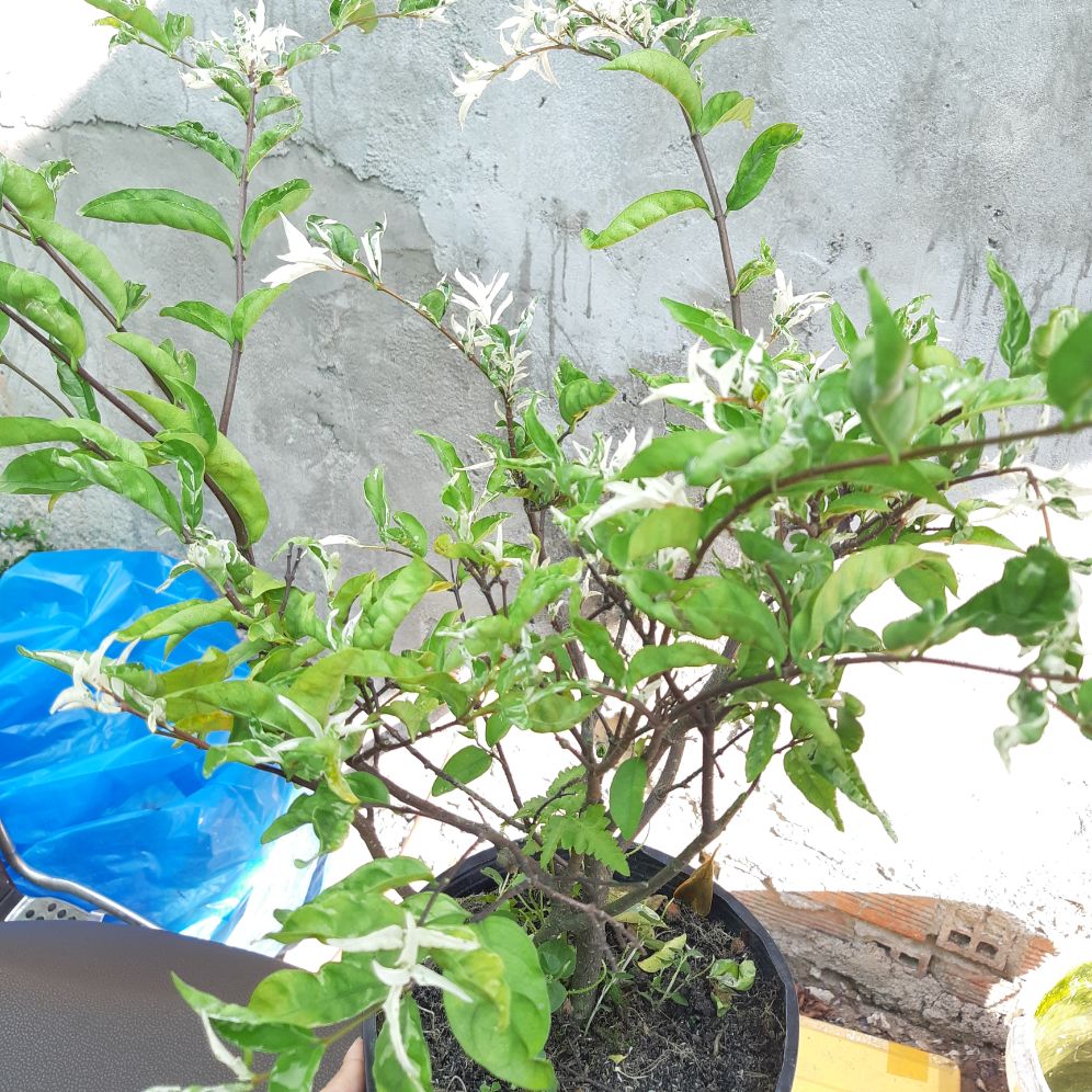 mai chiếu thủy đột biến(cẩm thạch)