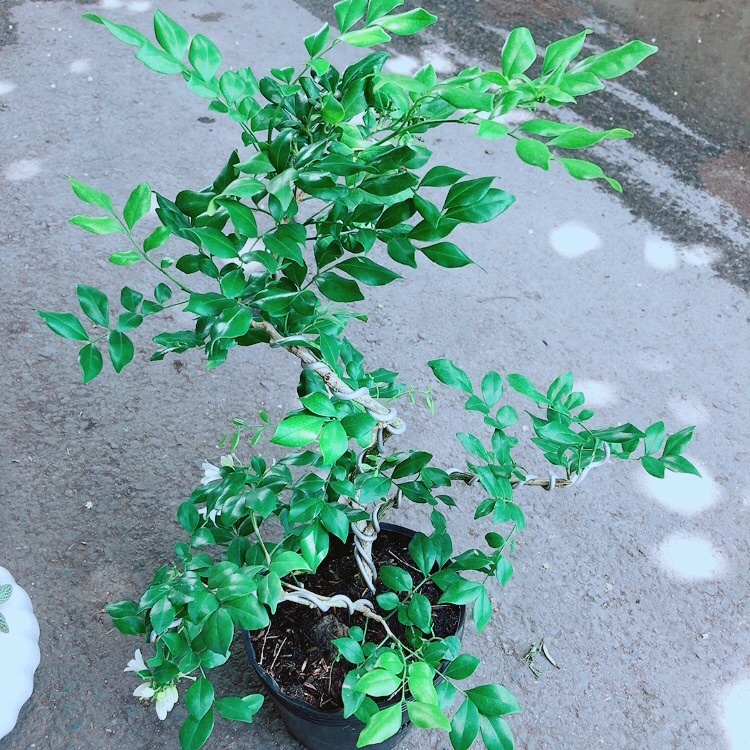 Cây Nguyệt Quế Bonsai