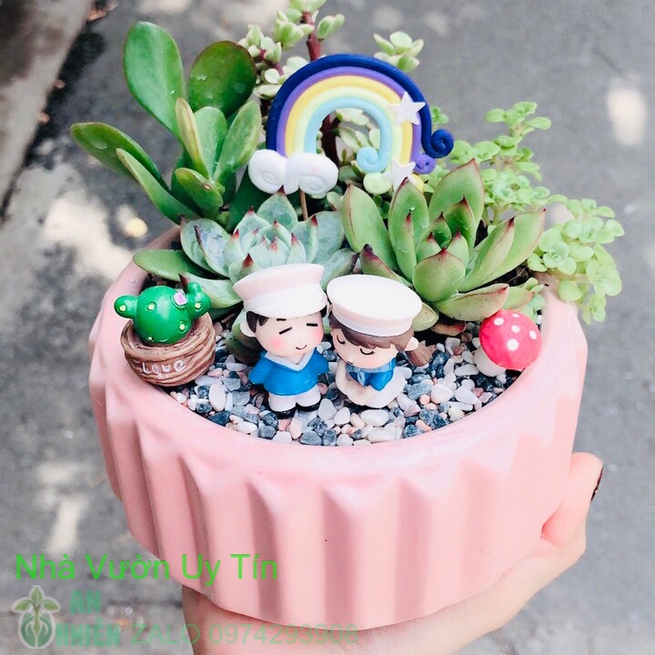 Chậu sen đá tiểu cảnh