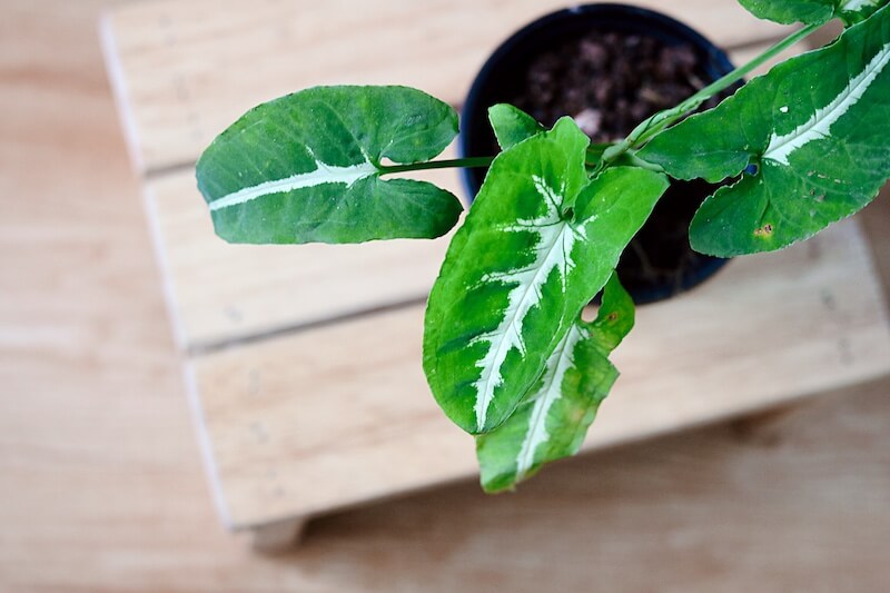 Chậu cây Syngonium wendlandii