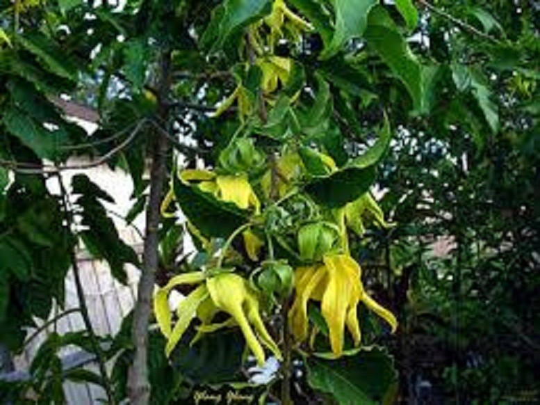 CÂY GIỐNG CÂY NGỌC LAN HOA VÀNG (CÂY HOÀNG LAN)