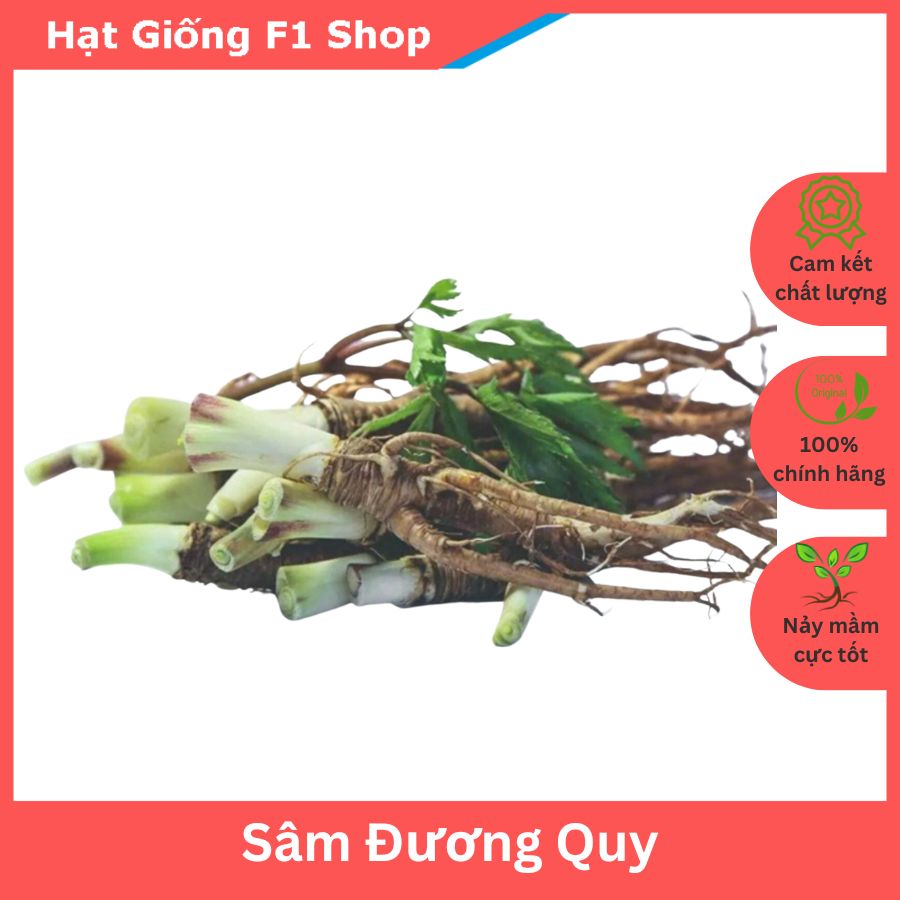 Hạt Giống Sâm Đương Quy Thảo Dược