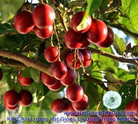 10h Hạt Giống Cà Chua Thân Gỗ Tamarillo Đỏ (A3.103| C3*W45*M535)