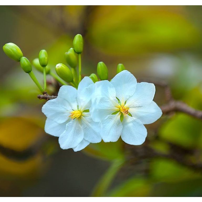 Cây giống hoa mai trắng _trung tâm cây giống eakmat tây nguyên
