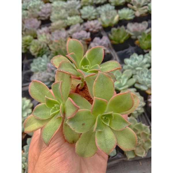 Sen Đá 3 Màu Mini - Aeonium Decorum f. Variegata