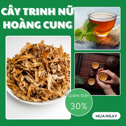 Trinh nữ hoàng cung khô 1kg - chuyên dùng để sắc nước uống để cải thiện sức khỏe phái nữ, giảm tình trạng un.g th.ư cổ tử cu.ng - Thảo Dược Tấn Phát