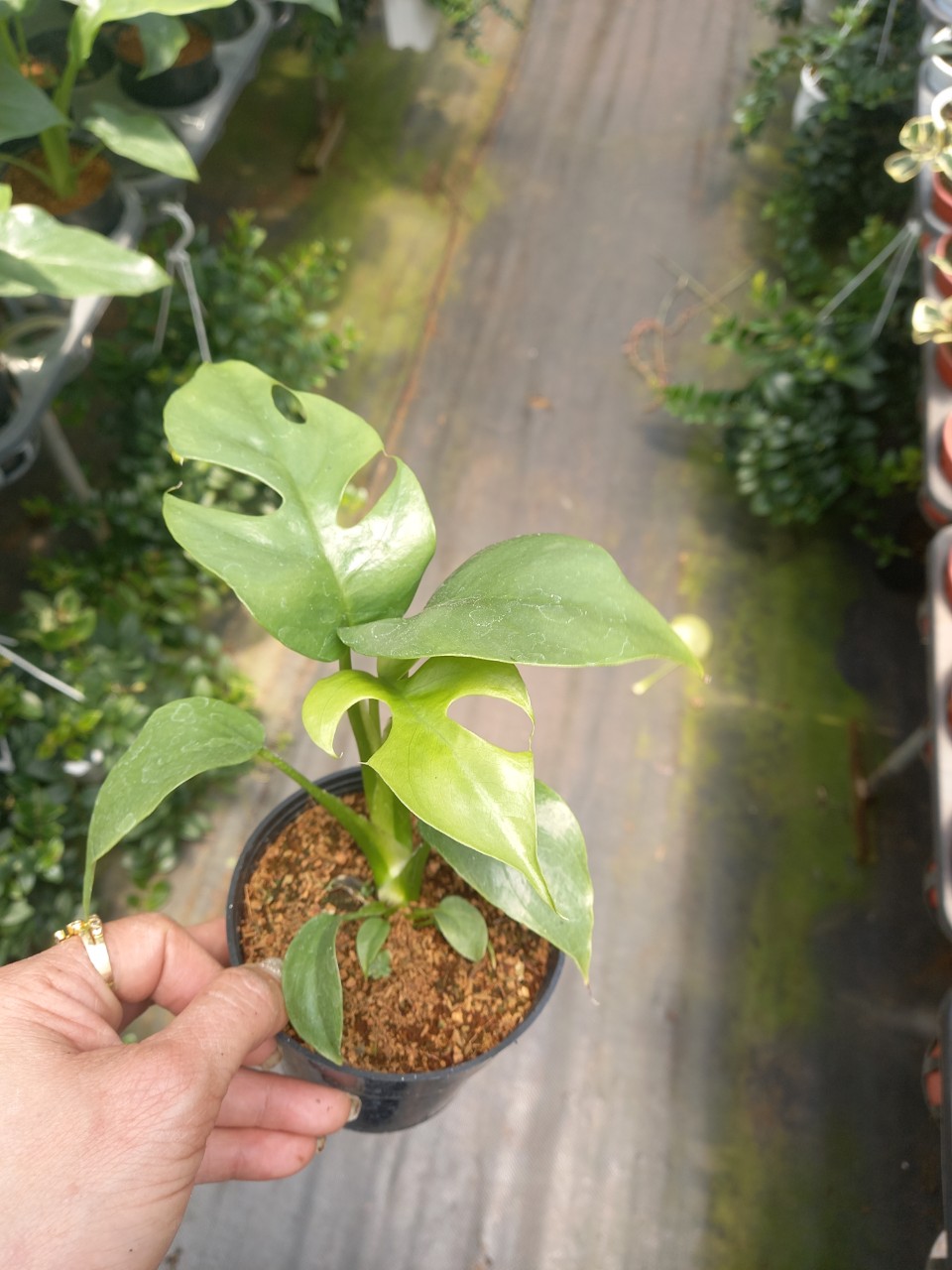 Trầu bà lá xẻ mini - Monstera mini