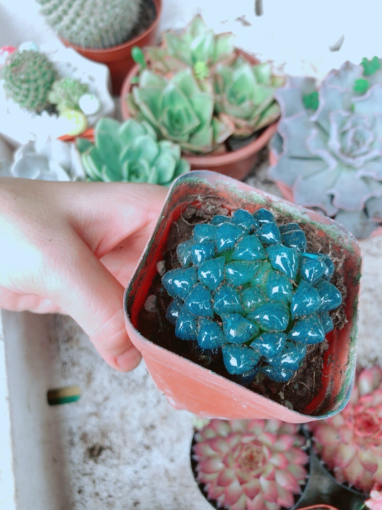 Chậu kim cương (copi) xanh dương