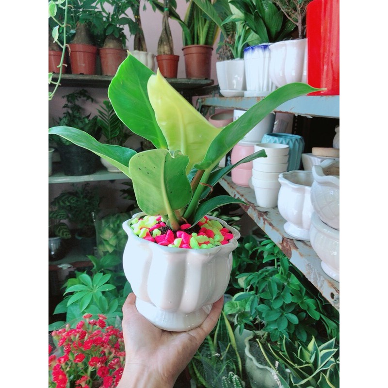 [HCM]Chậu Trầu Bà Đế Vương Phong Thuỷ Để Bàn