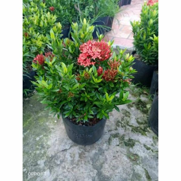 Cây Bông Trang Thái Hoa Đỏ - Cây cảnh sân vườn