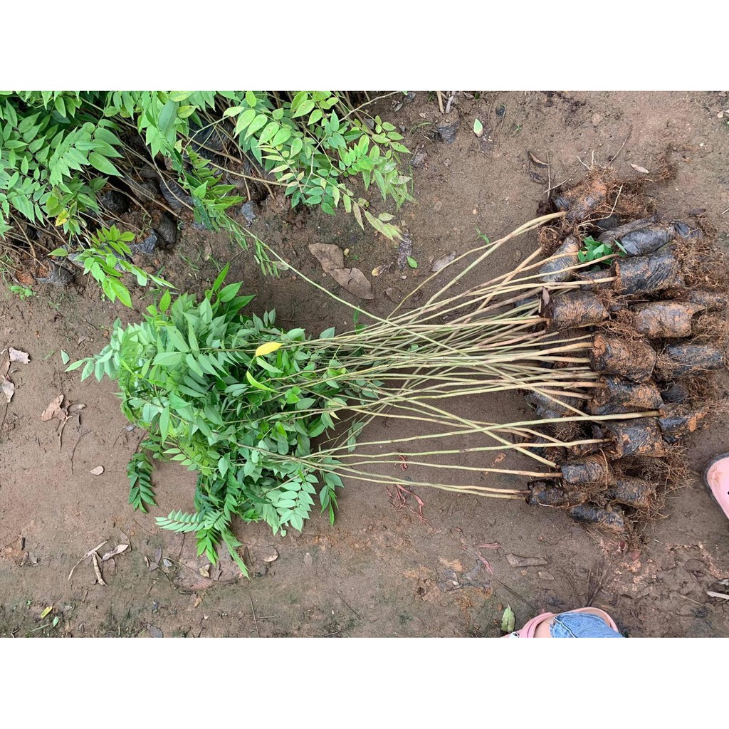 [FREESHIP - Xả Khô Máu] combo 5 cây giống sưa đỏ cao 80cm