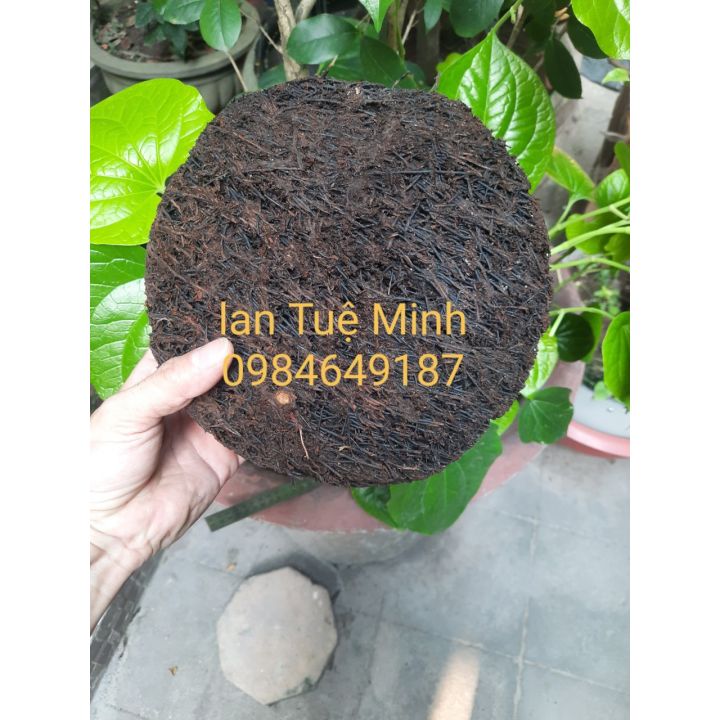 Dớn đĩa tròn trồng lan đường kính 20cm