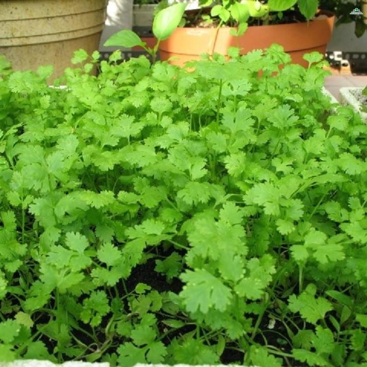 HẠT RAU NGÒ RÍ - GÓI 20 GRAM