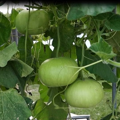 Hạt Giống Bầu Trái Tròn 1gr