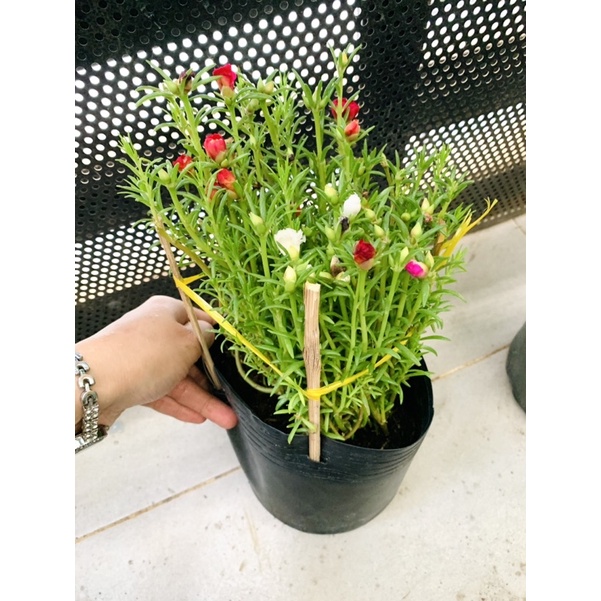 Chậu hoa mười giờ mixx màu - chậu c6