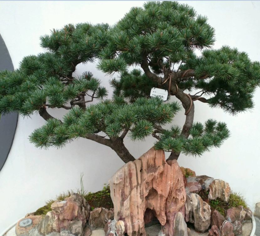 Hạt giống cây tùng cảnh - gói 10 hạt
