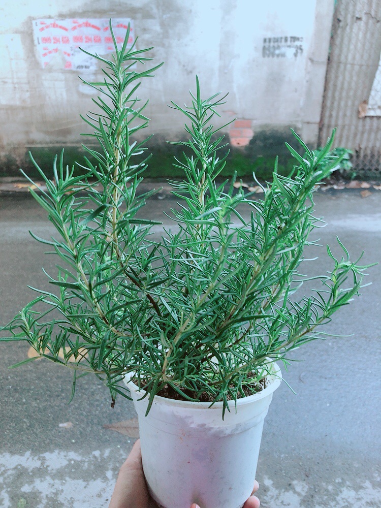 Hương Thảo (cao 35cm,ngang 20cm)