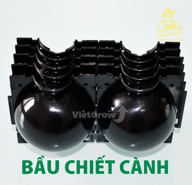 [HCM]Combo 5 Bầu chiết cành Croco - Size S (5cm), Màu Đen
