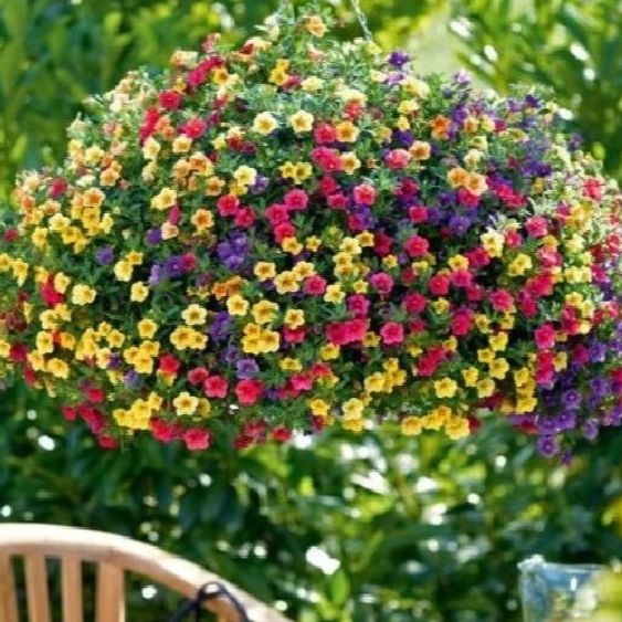 Hạt giống hoa triệu chuông-100 hạt