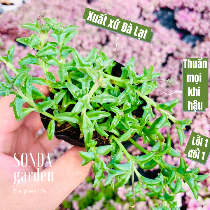 SEN ĐÁ CÁ HEO SIZE BÉ KHOẺ ĐẸP LỖI 1 ĐỔI 1