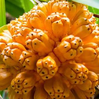Quả dứa rừng khô 1kg