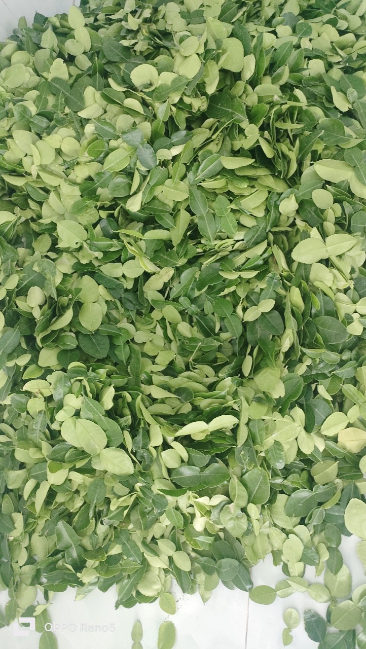 Lá chúc. Lá chanh thái. Nửa kg.
