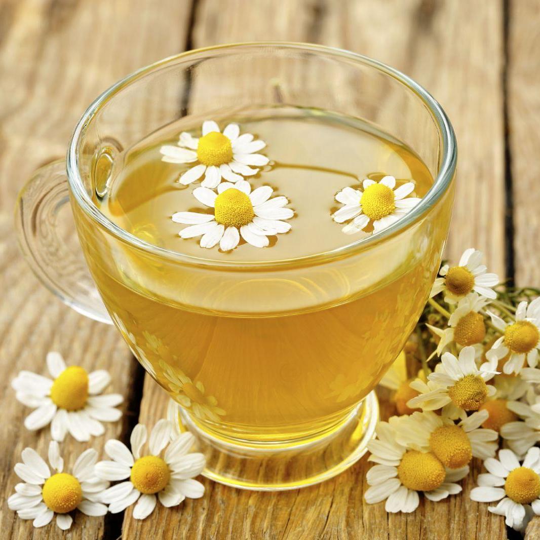 Hạt giống Trà Hoa Cúc phú nông - PhuNongSeeds