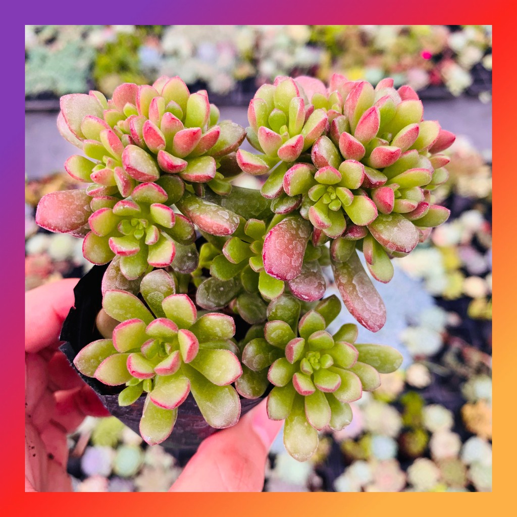 SEN ĐÁ SEDUM CAM SIZE BÉ SIÊU KHOẺ ĐẸP  LỖI 1 ĐỔI 1