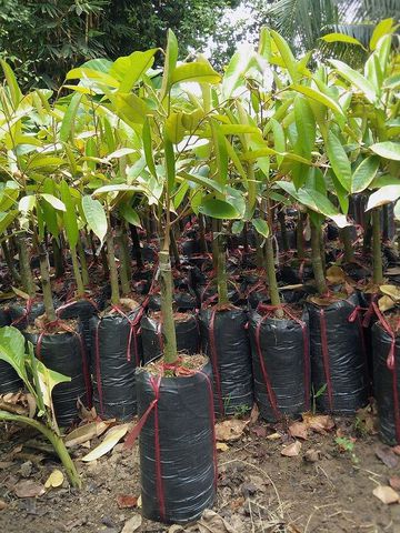 CÂY GIỐNG SẦU RIÊNG R6
