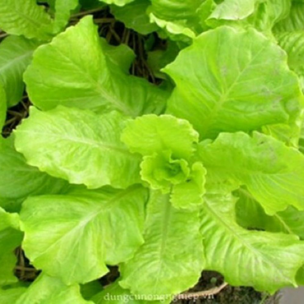 Hạt giống Xà lách dún - gói 10gr