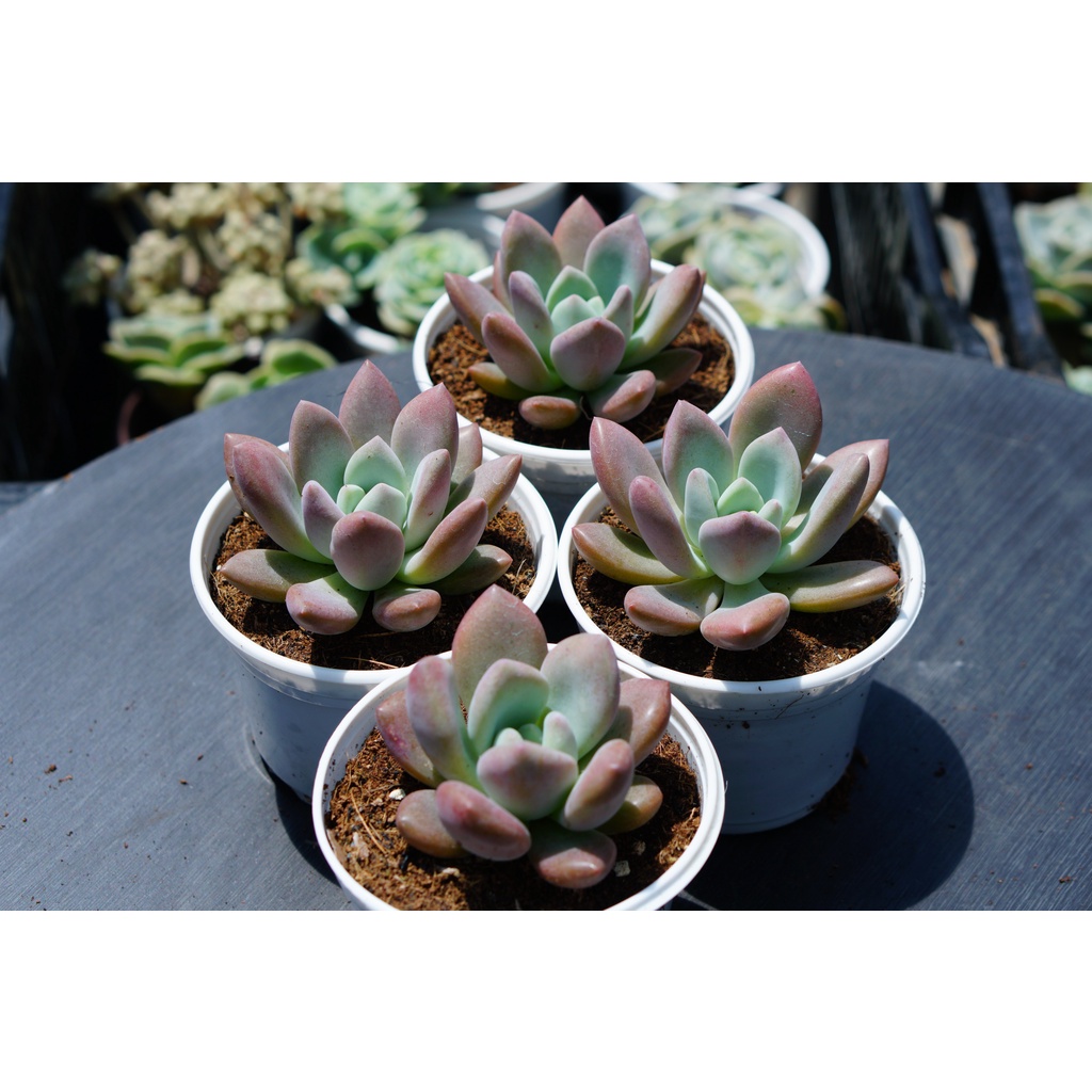 Sen đá sỏi hồng lá dài chậu trung 7-8cm