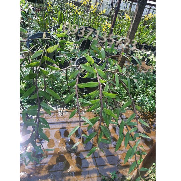 cây lan giả hạc pháp cây lớn