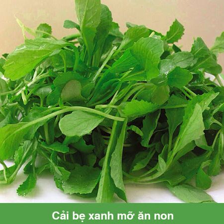 Hạt giống cải bẹ xanh ăn non
