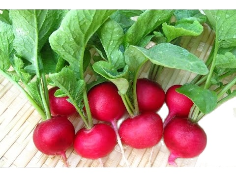 Hạt giống củ cải đỏ baby củ cải đường gói 5g giá rẻ