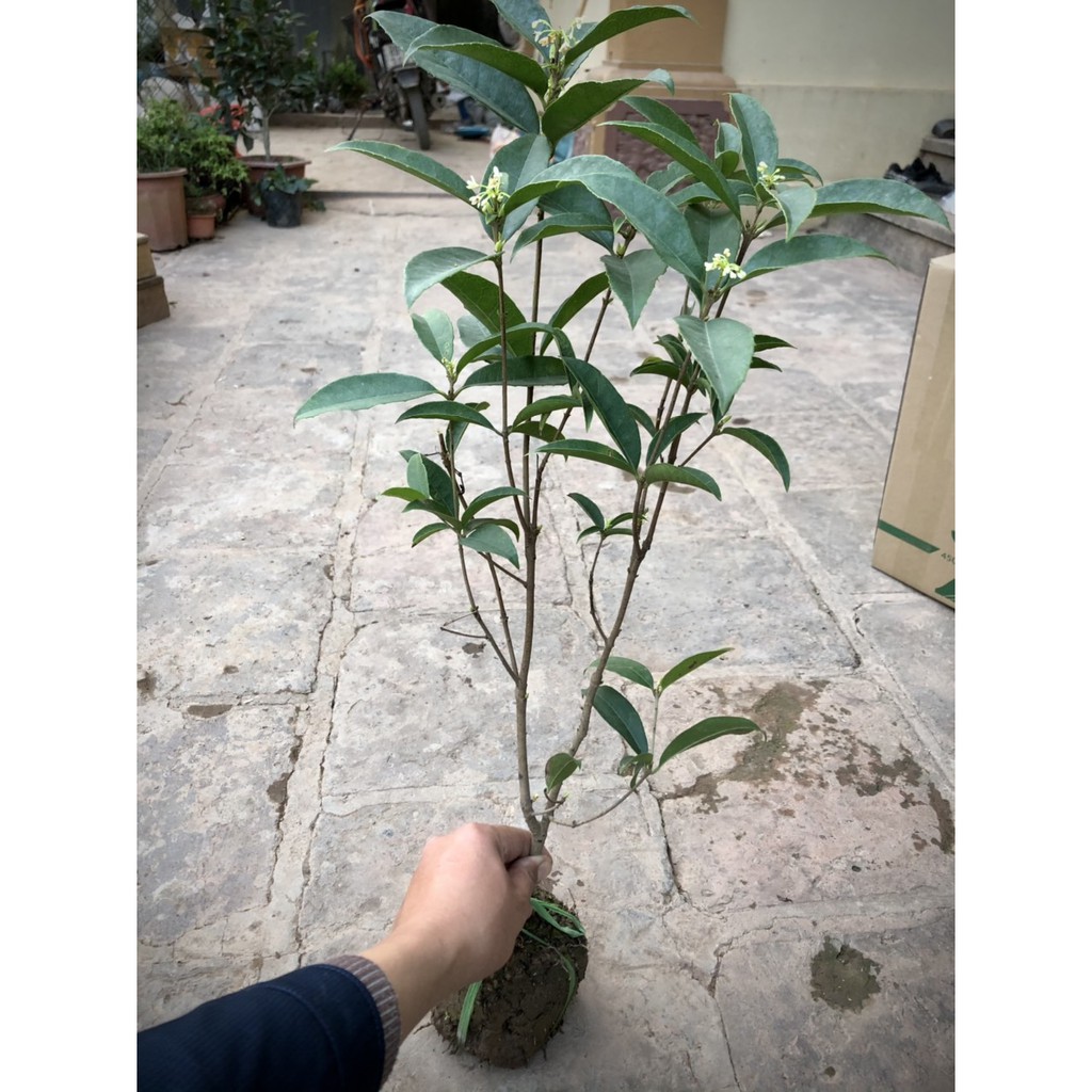 Cây mộc hương ta hoa thơm cao 10- 60cm (ảnh thật)