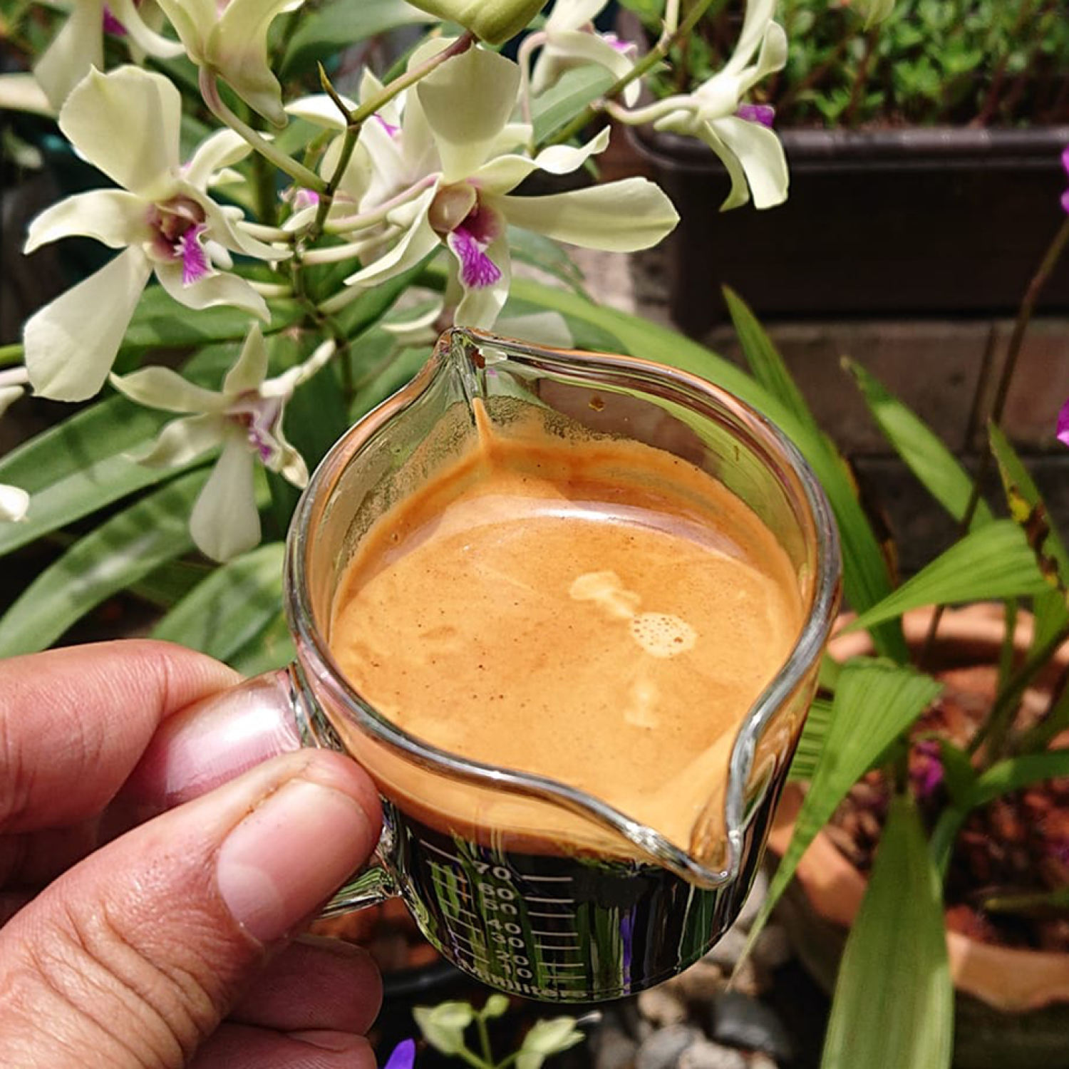 Ly thủy tinh chia vạch vòi rót đôi 70ml
