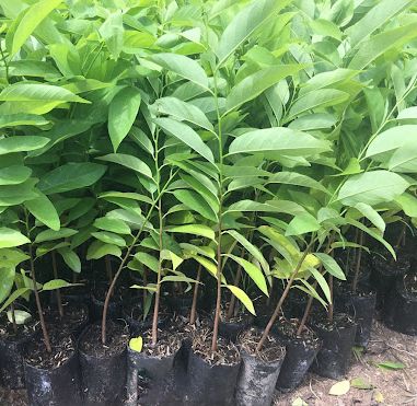 Giống cây na ta dai, cây cao 30-40cm