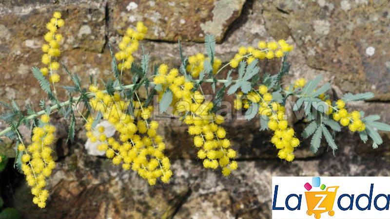 50h Hạt Giống Cây Mimosa Lá Me (| -KD: B21*X55*M224)