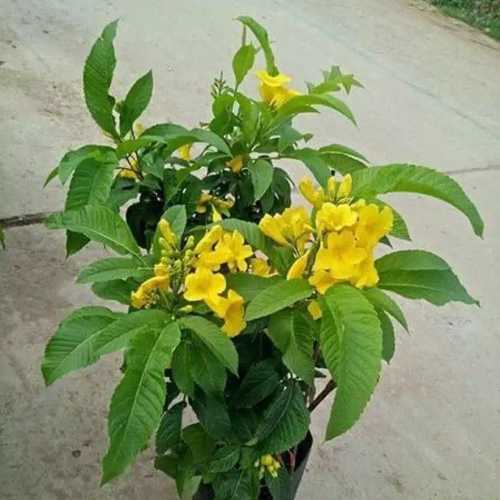 Cây hoàng yến/ chuông vàng- Hoa đẹp trang trí sân vườn- Hoa kiểng Nguyễn Lộc