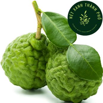 [GIAO HÀNG 2 GIỜ] Hạt giống Chanh Thái, Kaffir lime, chanh chúc, 10 hạt