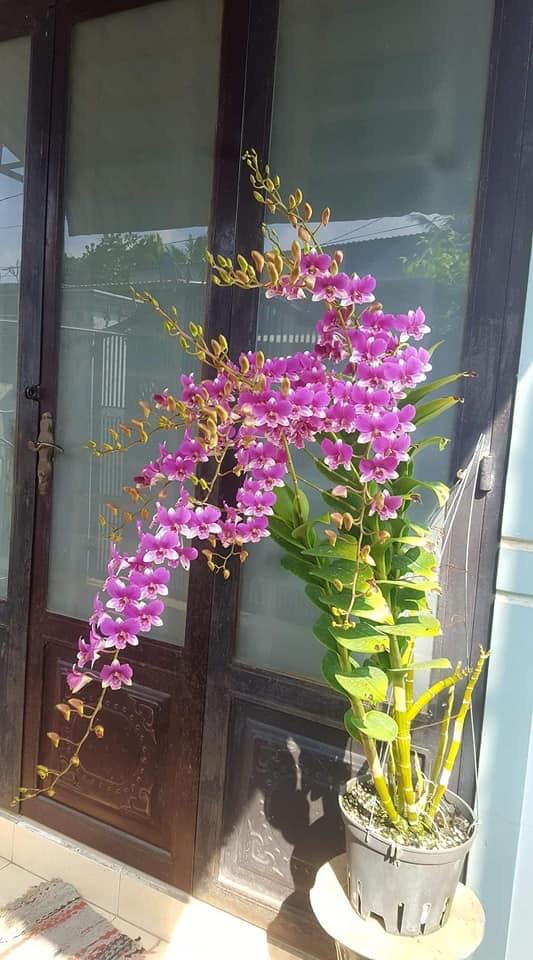 HOA LAN ĐỒNG TIỀN HỒNG